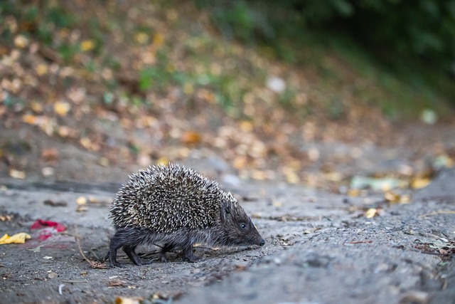 与约基奇的 与约基奇的